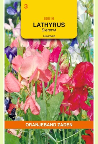 OBZ Lathyrus, Reuk- of siererwt Colorama gemengd - afbeelding 1