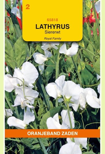 OBZ Lathyrus, Reuk- of siererwt Royal, wit - afbeelding 1