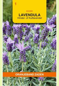 OBZ Lavendel, Vlinder- of Kuiflavendel - afbeelding 1