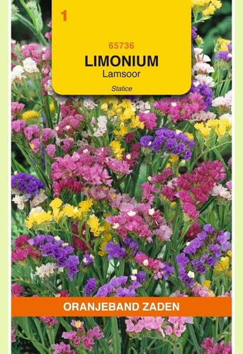 OBZ Limonium, Lamsoor Statice gemengd - afbeelding 1