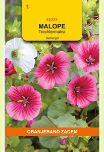 OBZ Malope, Trechtermalva gemengd - afbeelding 1