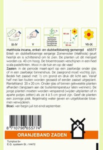 OBZ Matthiola, Zomerviolieren enkel- en dubbelbloemig - afbeelding 2