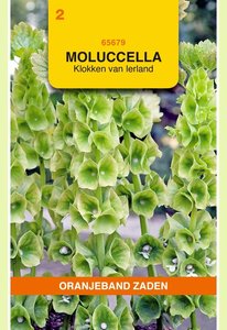 OBZ Moluccella, Klokken van Ierland - afbeelding 1