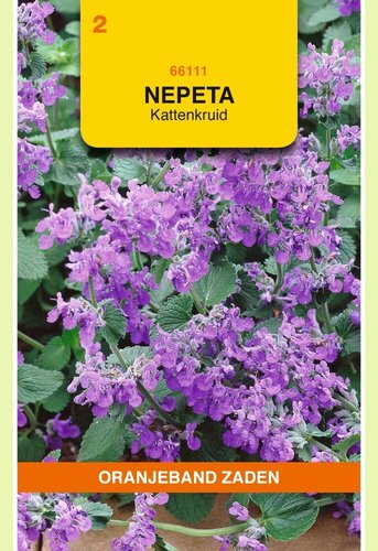 OBZ Nepeta, Kattenkruid - afbeelding 1