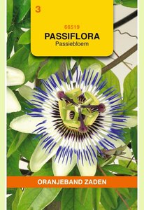 OBZ Passiflora, Passiebloem - afbeelding 1