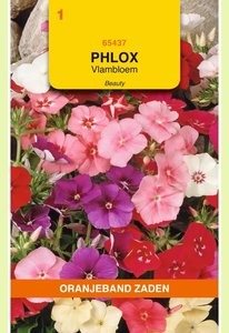 OBZ Phlox, Vlambloem Beauty - afbeelding 1