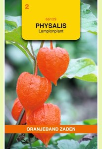 OBZ Physalis, Lampionplant - afbeelding 1