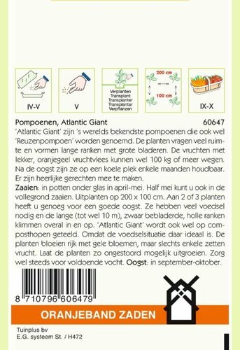 OBZ Pompoenen Atlantic Giant - afbeelding 2