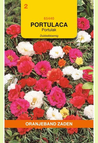 OBZ Portulaca, Portulak dubbelbloemig gemengd - afbeelding 1