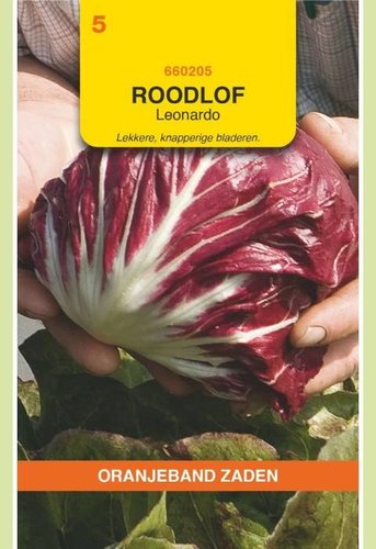 OBZ Roodlof, Rossa di Chioggia type Leonardo - afbeelding 1