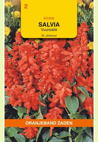 OBZ Salvia, Vuursalie St Jansvuur - afbeelding 1