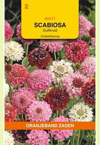 OBZ Scabiosa, Duifkruid dubbelbloemig - afbeelding 1