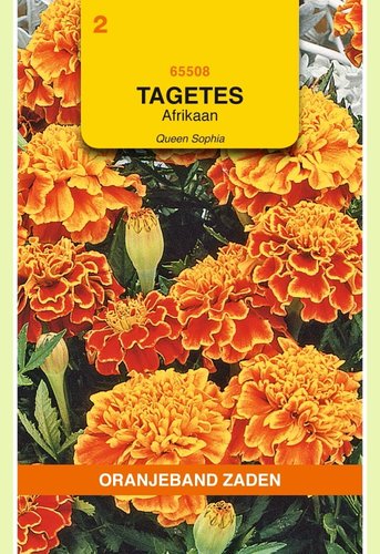 OBZ Tagetes, Afrikaan Bolero (vh  Queen Sophia) - afbeelding 1