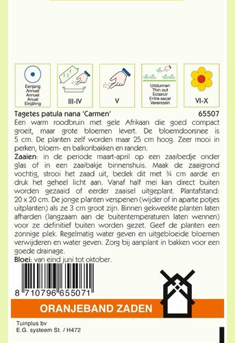 OBZ Tagetes, Afrikaan Carmen - afbeelding 2