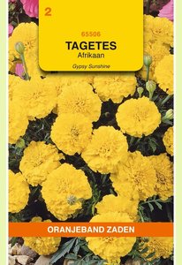 OBZ Tagetes, Afrikaan Gypsy Sunshine - afbeelding 1