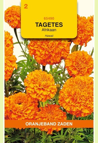 OBZ Tagetes, Afrikaan Hawaii - afbeelding 1