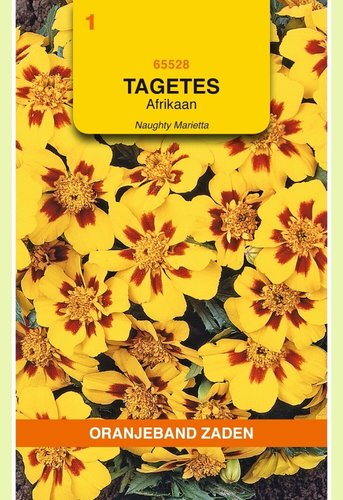 OBZ Tagetes, Afrikaan Naughty Marietta - afbeelding 1