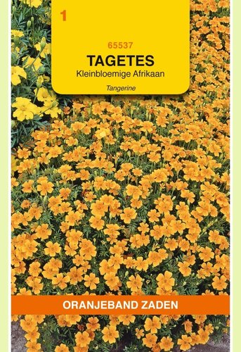 OBZ Tagetes, Afrikaan Pumila kleinbloemig, oranje - afbeelding 1