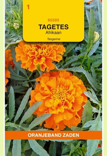 OBZ Tagetes, Afrikaan Tangerine - afbeelding 1