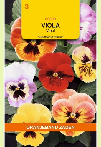 OBZ Viola, Viool Aalsmeerse Reuzen gemengd - afbeelding 1