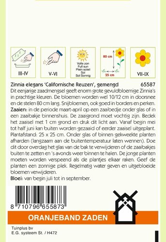 OBZ Zinnia Californische Reuzen gemengd - afbeelding 2