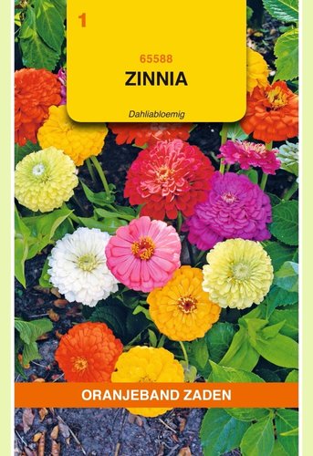 OBZ Zinnia Dahliabloemig gemengd - afbeelding 1