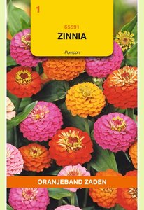 OBZ Zinnia Pompon gemengd - afbeelding 1