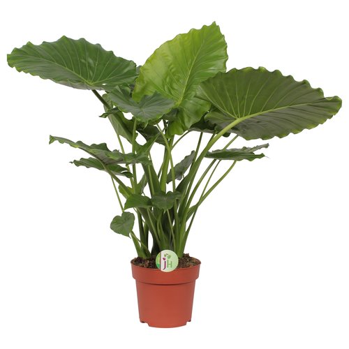 Olifantsoor (Alocasia 'California'), in 21cm pot 85cm hoog