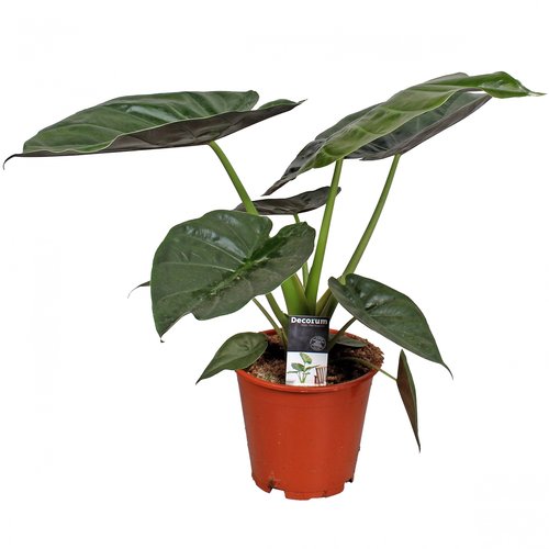 Olifantsoor (Alocasia 'Wentii'), in 19cm pot 65cm hoog