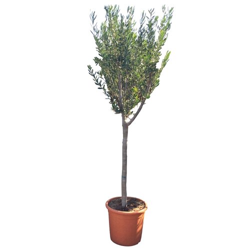 Olijfboom (Olea europaea) 160cm, in 27cm-pot