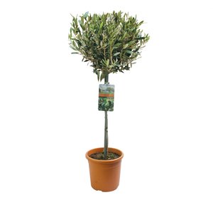 Olijfboom (Olea europaea) 85cm, in 19cm-pot