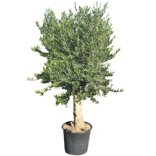 Olijfboom (Olea europaea) groot, 30cm stamomtrek