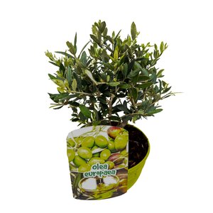 Olijfboom, in 19cm-pot