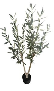Olijfboom in pot H 120 cm