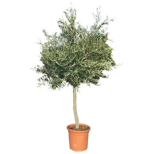 Olijfboom (Olea europaea), 14-16 cm stamomtrek