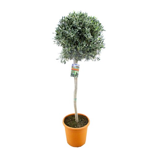 Olijfboom (Olea europaea) 170cm hoog, in 34cm-pot