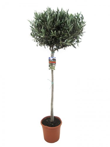 Olijfboom (Olea europaea) 90-100cm hoog, in 21cm-pot