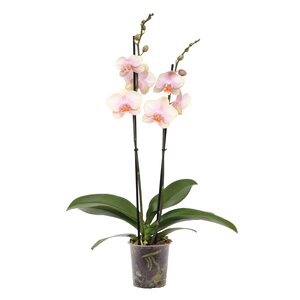 Orchidee in div. kleuren, met 2 takken - afbeelding 1