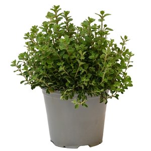 Oregano, in 14cm-pot - afbeelding 1