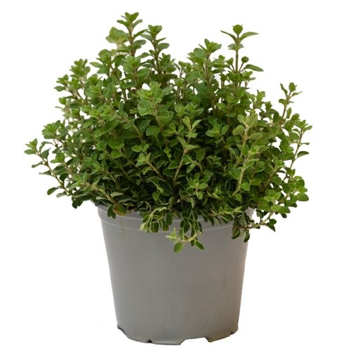 Oregano, in 14cm-pot - afbeelding 2