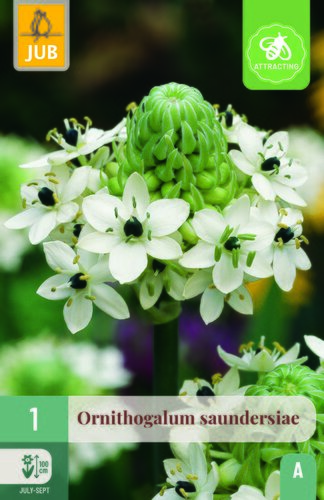 Ornithogalum saundersiae 1st