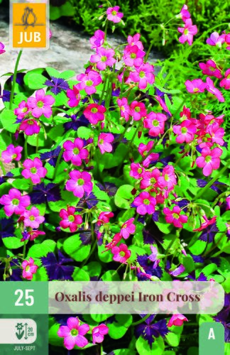 Oxalis deppeiron cross 25st