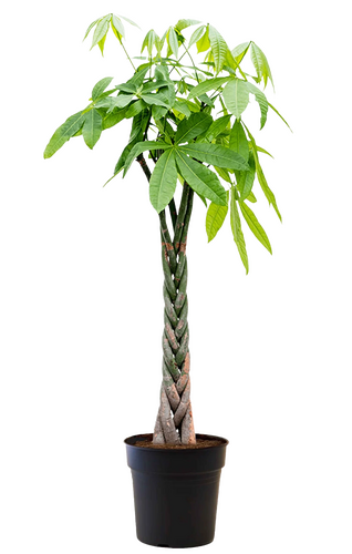 Pachira 30cm-pot 190 cm