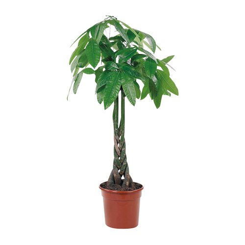 Pachira Aquatica, in 24cm-pot 130cm hoog