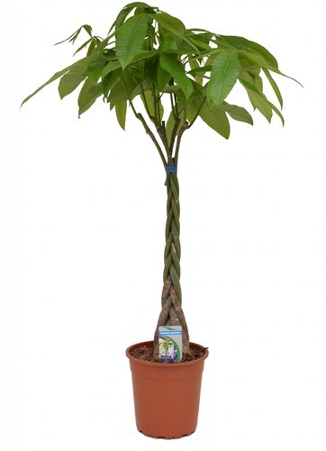 Pachira Aquatica, in 27cm-pot 140cm hoog