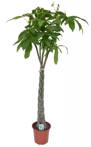 Pachira aquatica 150cm hoog, in 27cm-pot