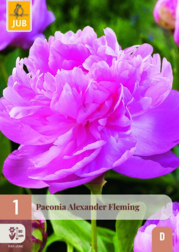 Paeonia alexander fleming 1st