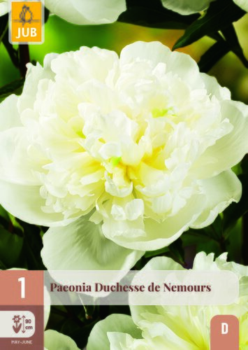Paeonia duchesse de nemours 1st