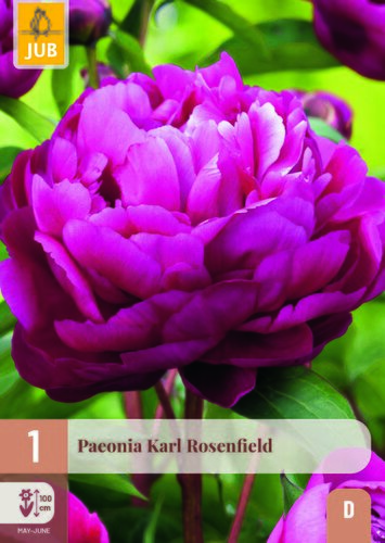 Paeonia karl rosenfield 1st