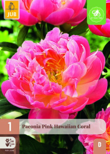 Paeonia pink hawaiian coral 1st